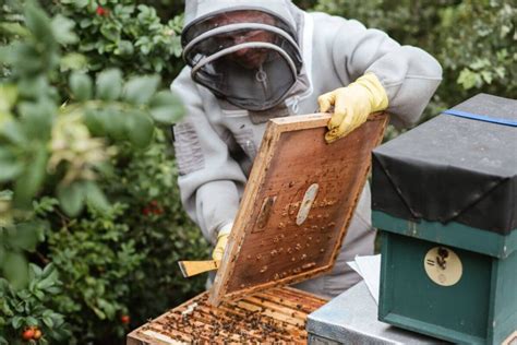 dotacje dla pszczelarzy 2024